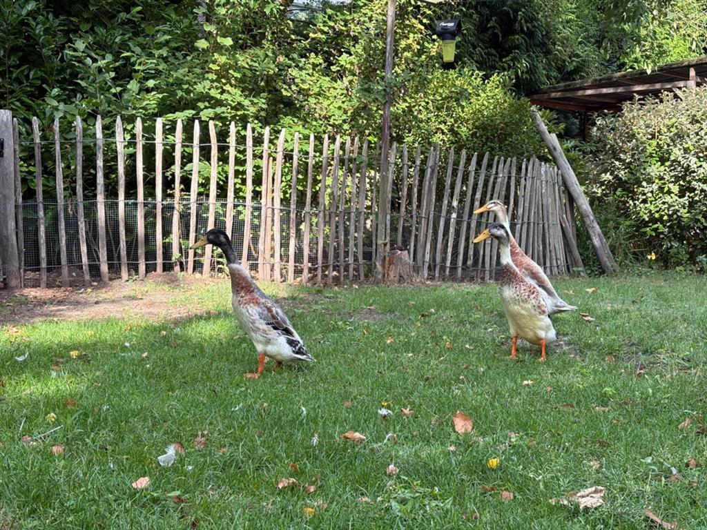 3 loopeenden, Dieren en Toebehoren, Mannelijk, Eend