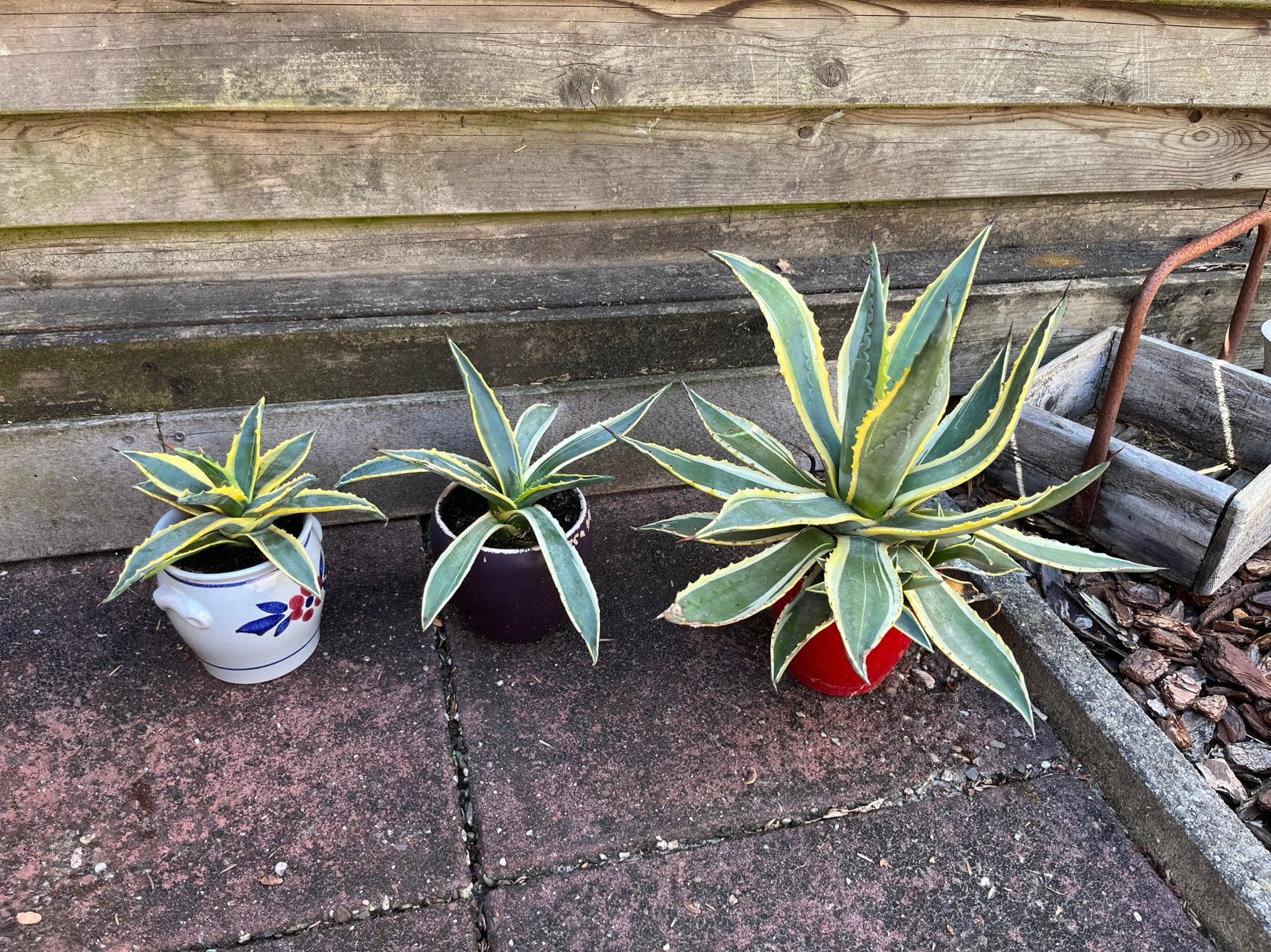 Agave americano 40cm, Volle zon, Vaste plant, Bloeit niet, Ophalen