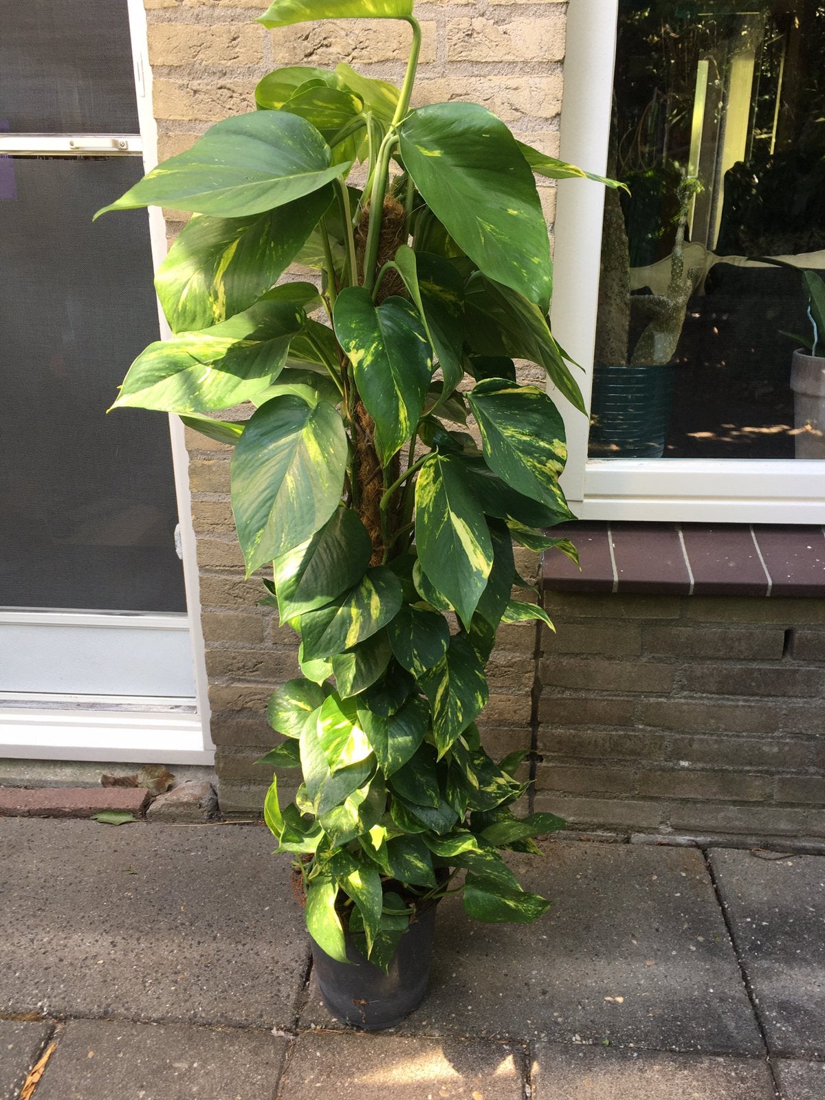 Scindapsus met mosstok vers van de veiling, Ophalen, Halfschaduw, Minder dan 100 cm