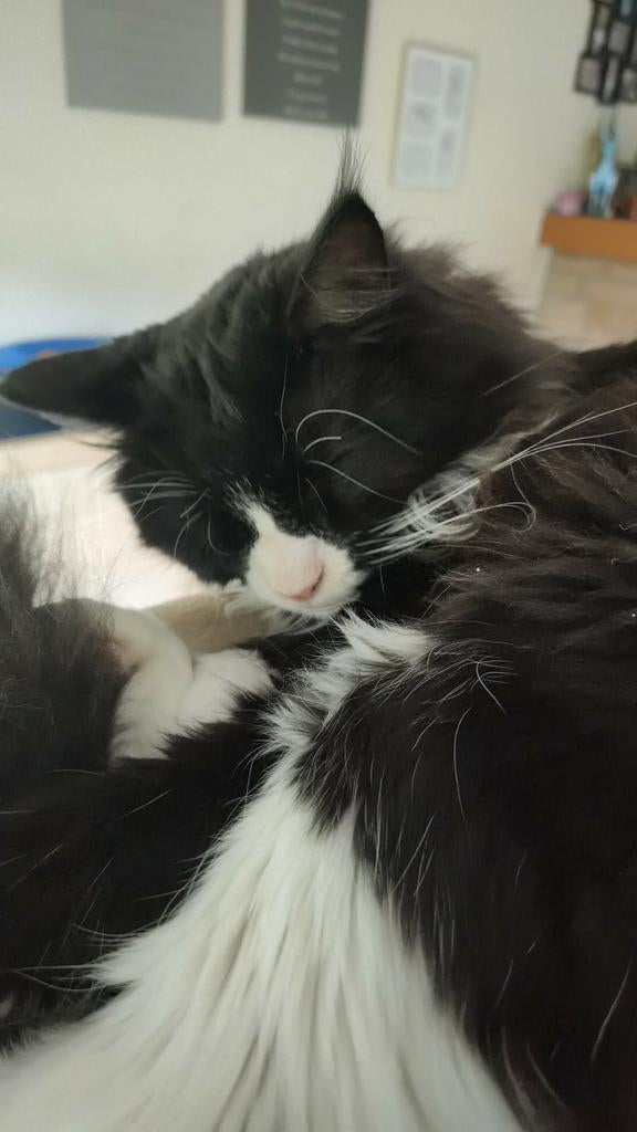 Maine Coon, Kater, Gechipt