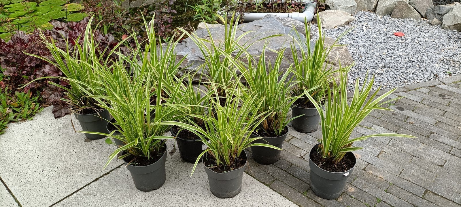 Carex morrowii Variegata (wintergroen)10 voor €12,50, Tuin en Terras, Ophalen, Vaste plant, Siergrassen, Halfschaduw