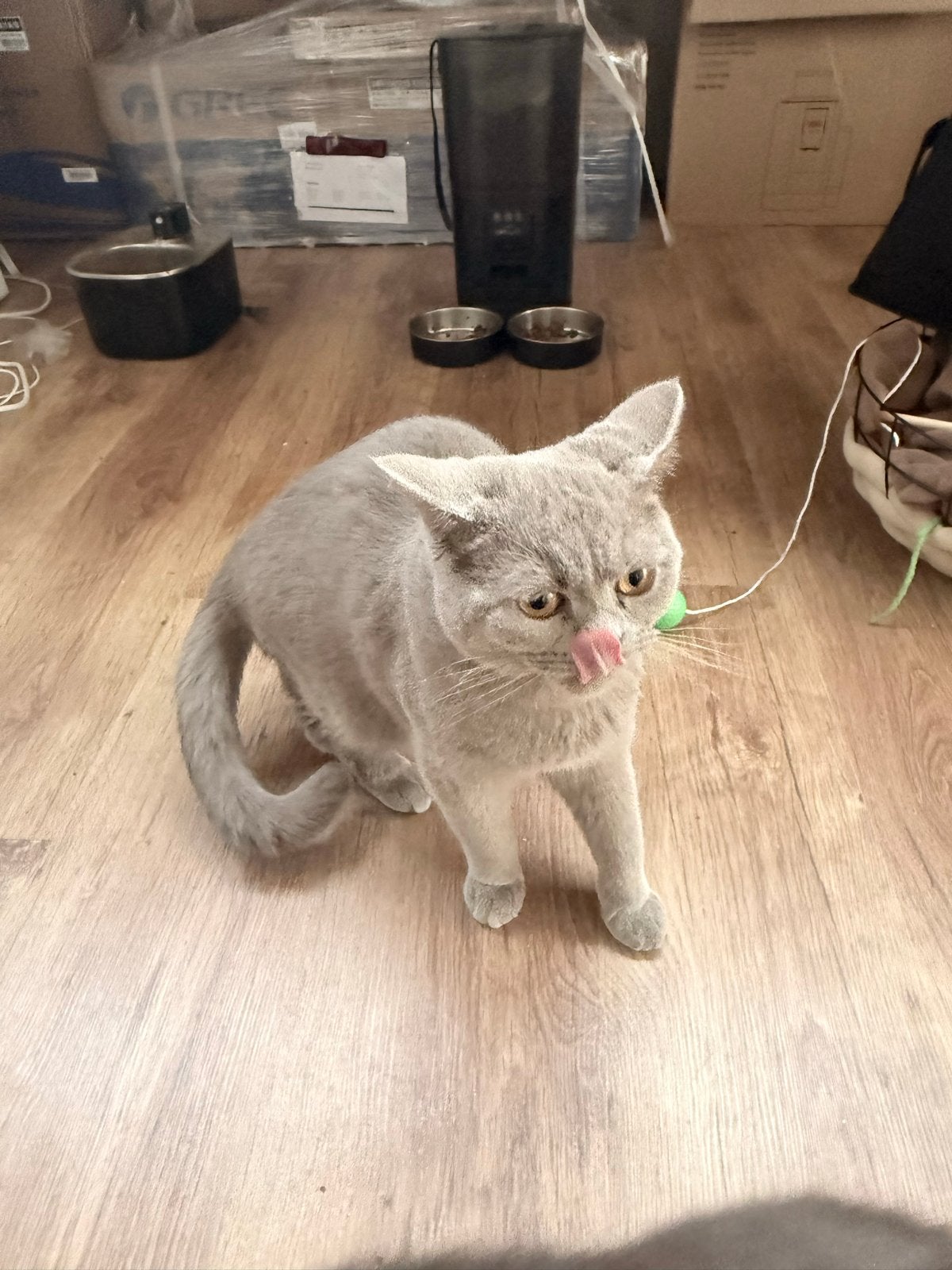 Britse korthaar ,kitten en katter bruno en nova, Meerdere dieren