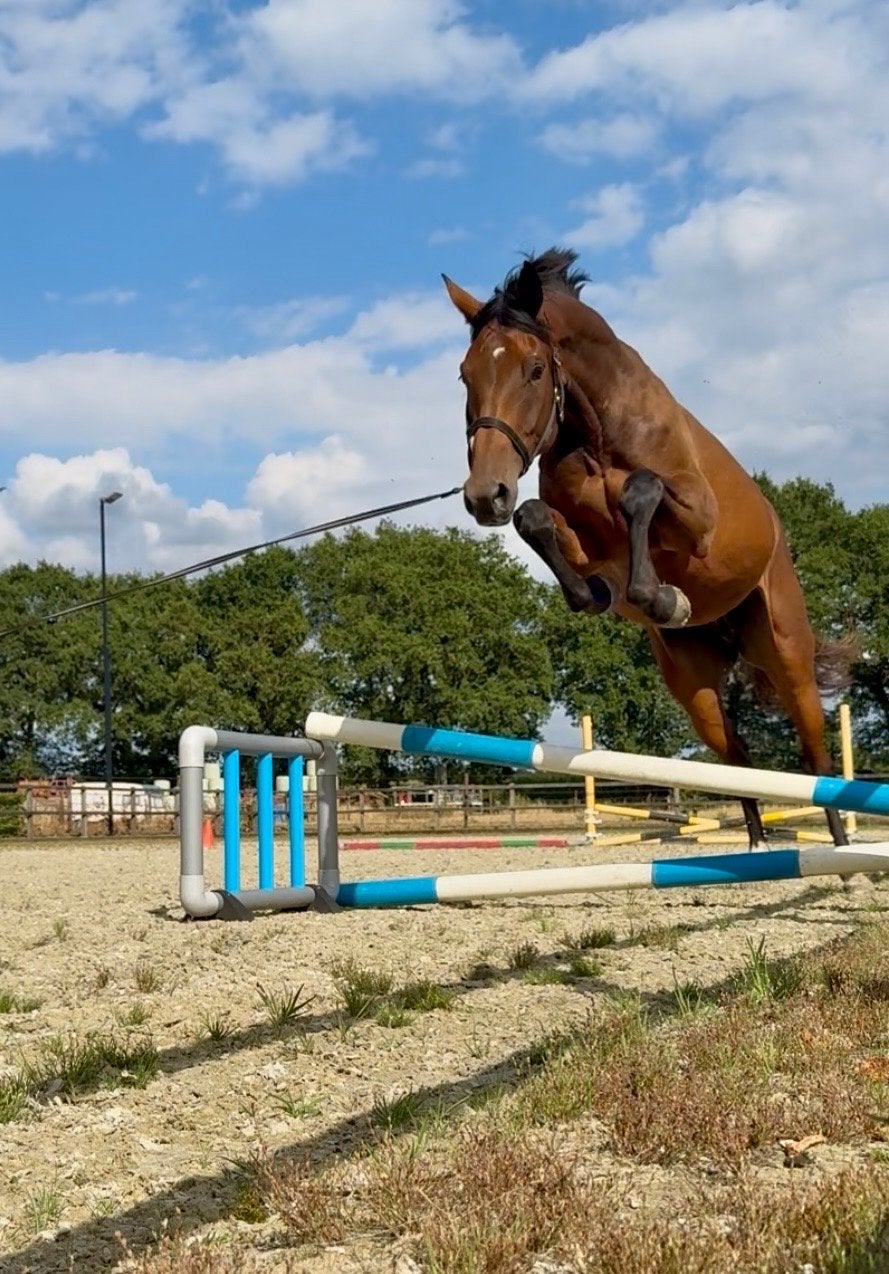 4 jarige merrie van Ibolensky x Numero Uno, Merrie, Springpaard, 175 cm of meer, Met stamboom