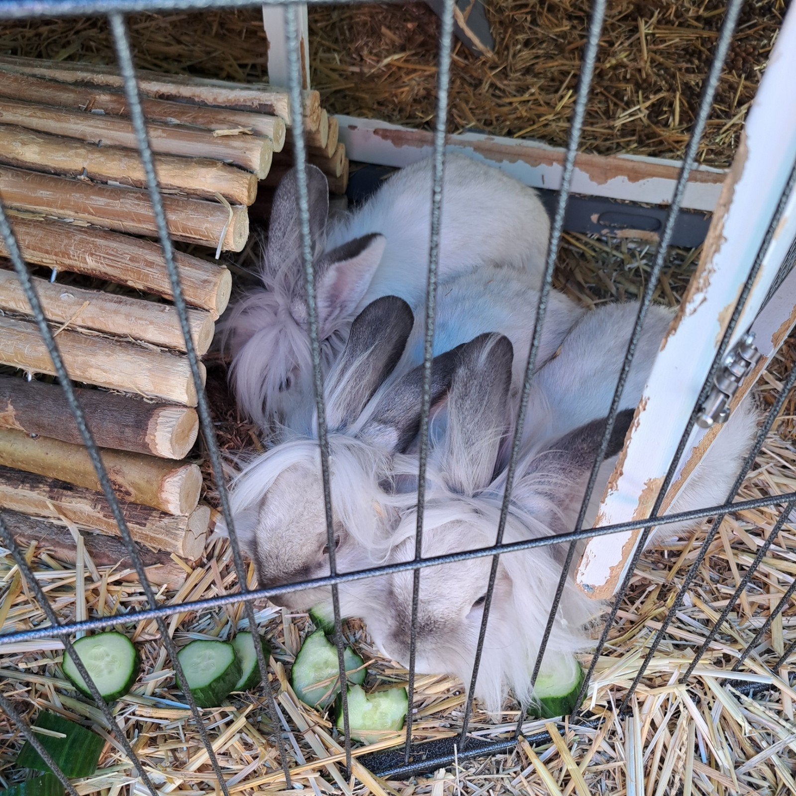 konijntjes  zoeken een 5*****, Dieren en Toebehoren, Meerdere dieren, Tam, Maart, Cavia