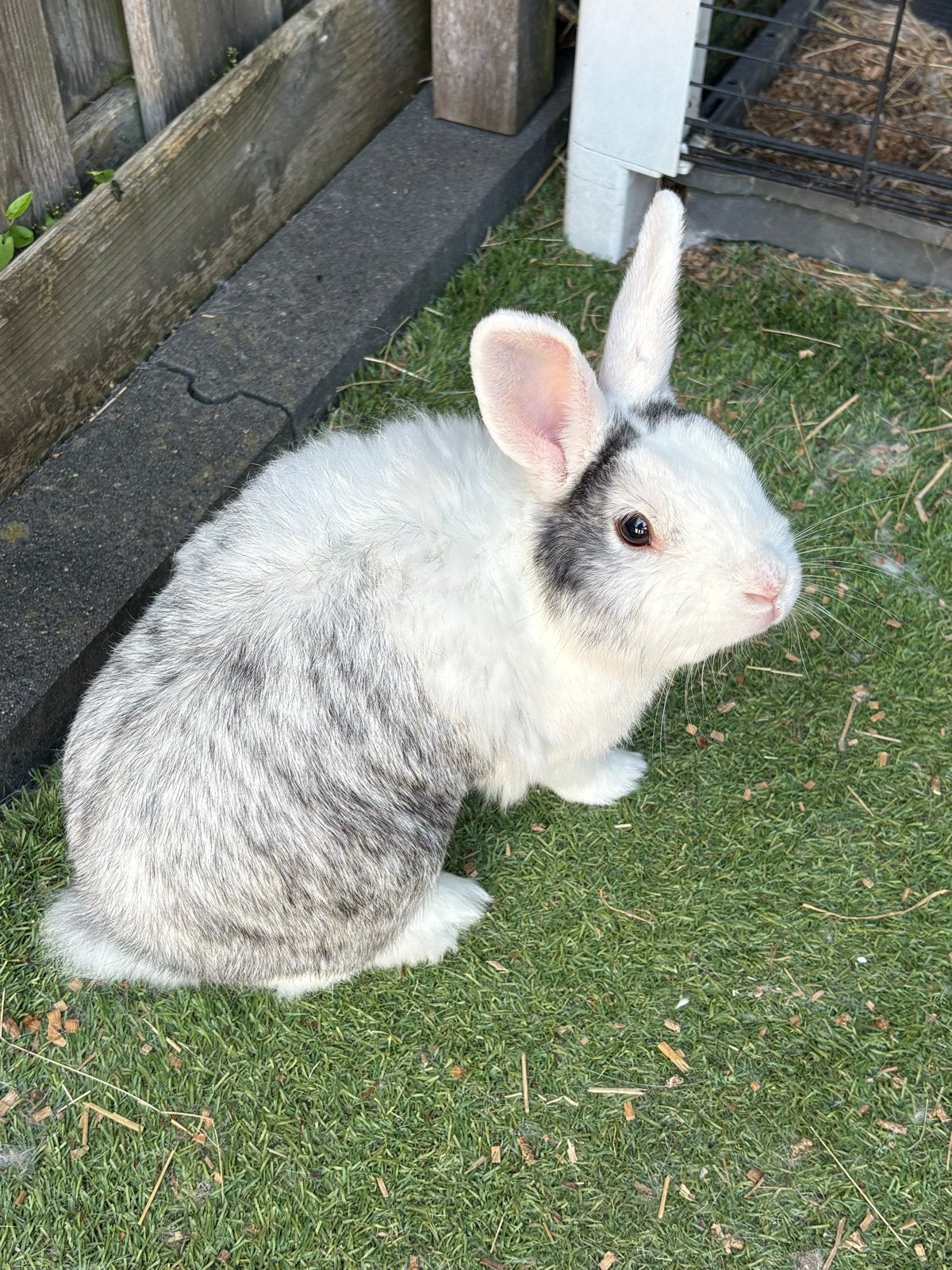 Konijn, met toebehoren, Dieren en Toebehoren, Ophalen, Overige typen