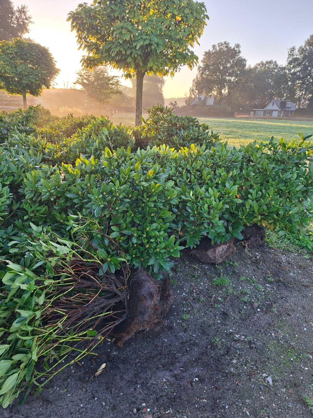 Rhododendron 'cunningham white' 70-90cm 80 stuks, Tuin en Terras, Ophalen, Rhododendron, Struik, Minder dan 100 cm