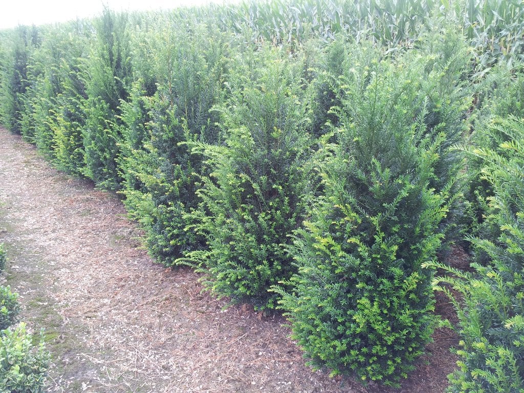 Taxus baccata, Ophalen, Taxus, 100 tot 250 cm