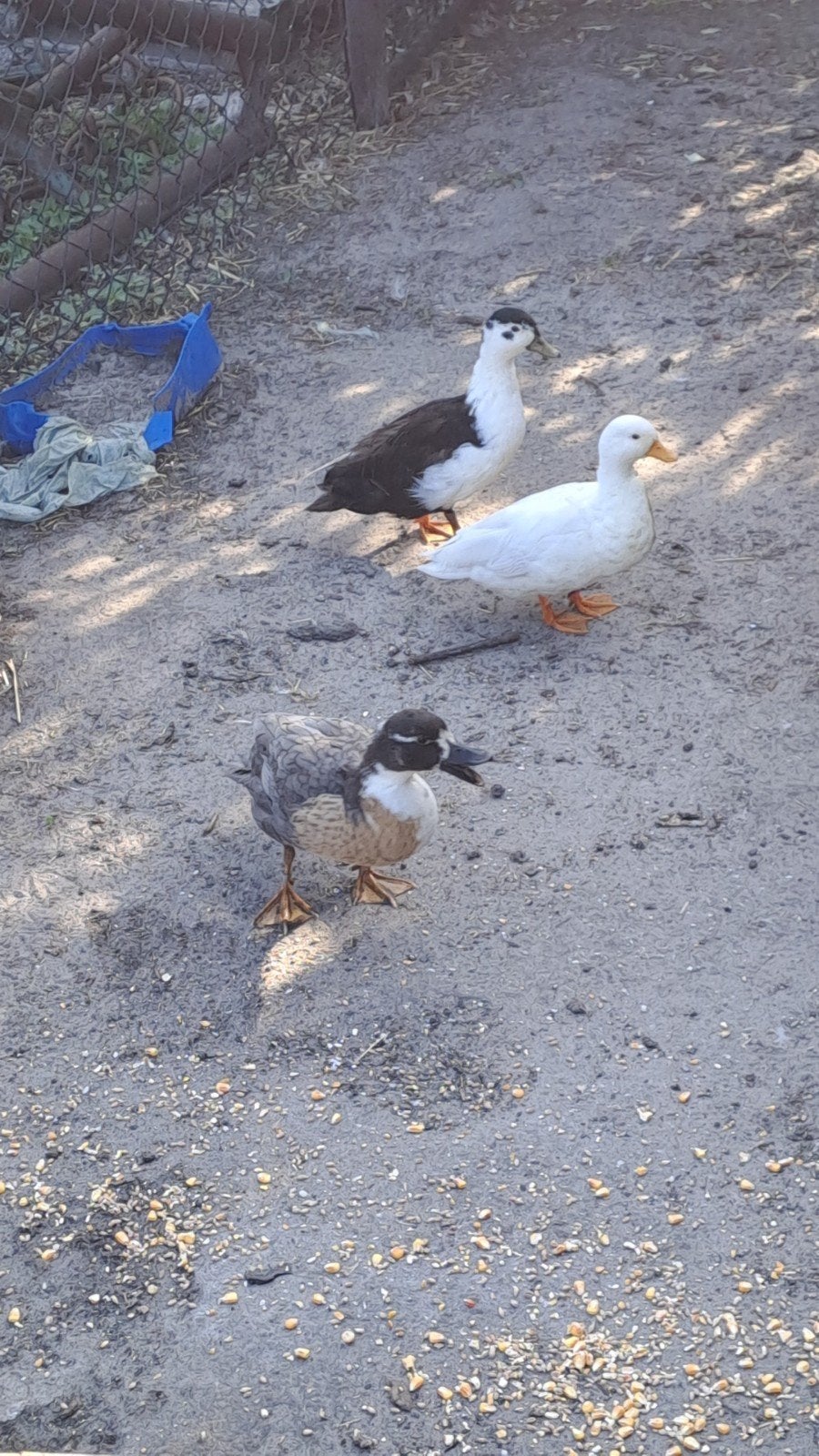 Kwakers, Dieren en Toebehoren, Pluimvee, Meerdere dieren, Eend