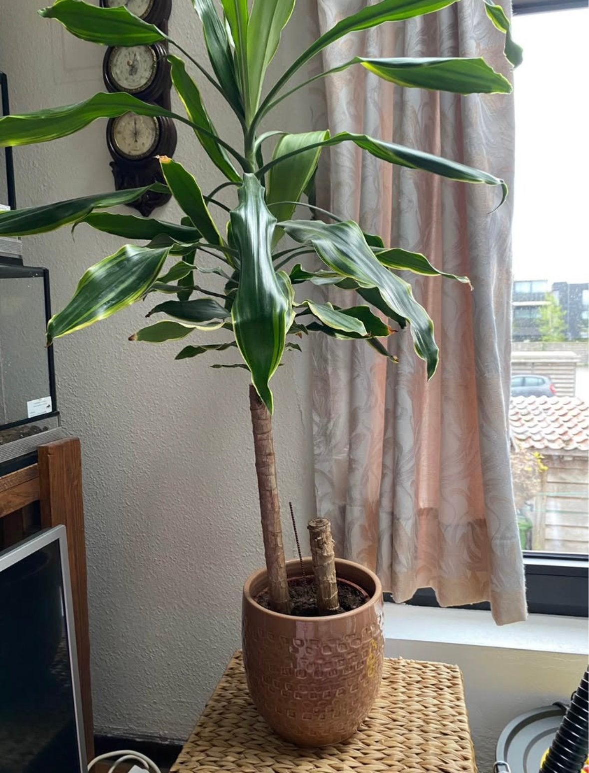Dracaena, Ophalen, Halfschaduw, Minder dan 100 cm