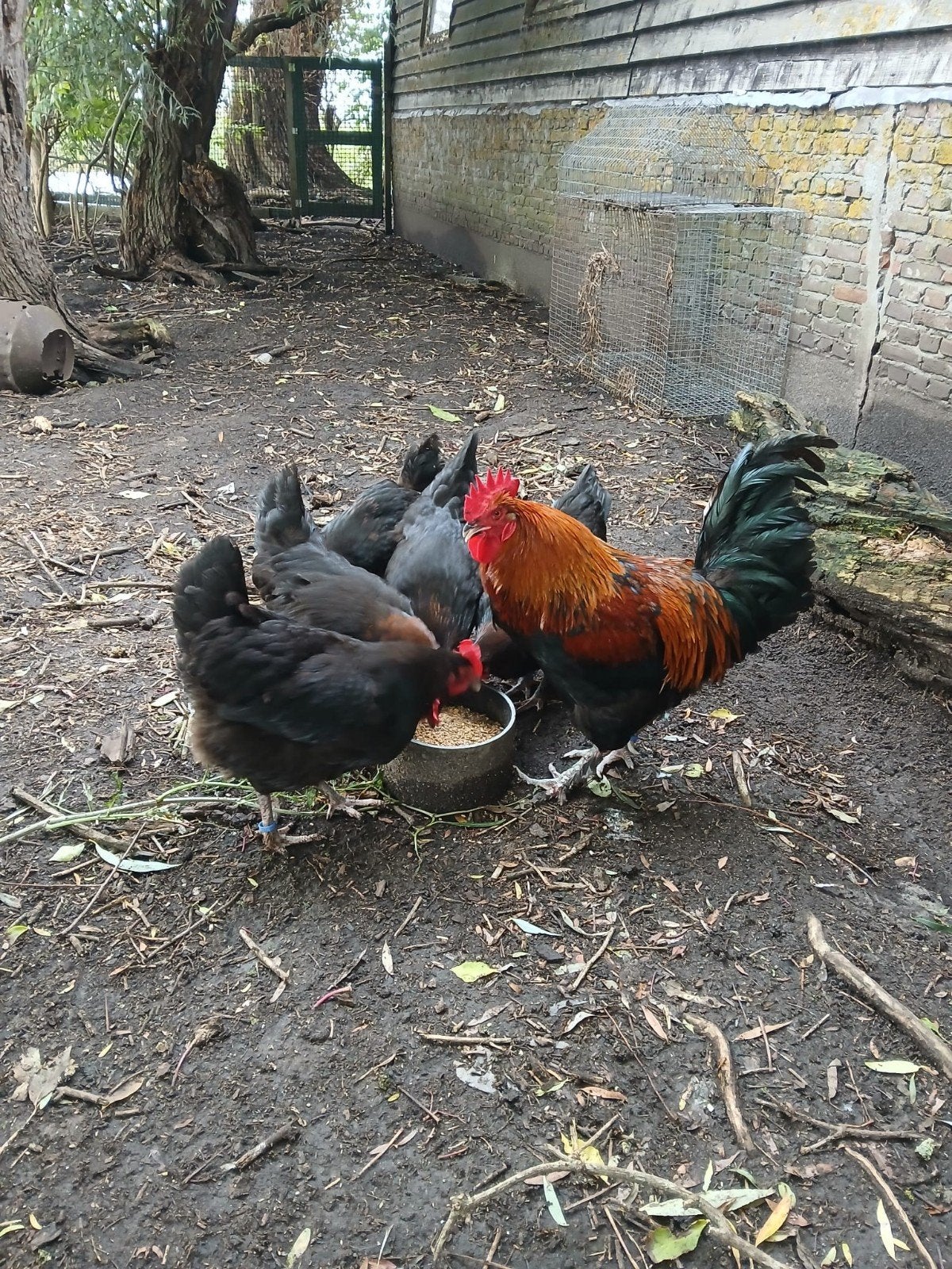 Marans kippen en haan, Dieren en Toebehoren, Meerdere dieren, Kip