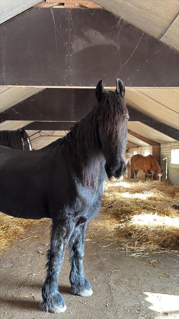 Plaats vrij in paardenrusthuis, Dieren en Toebehoren, Stalling en Weidegang, Weidegang