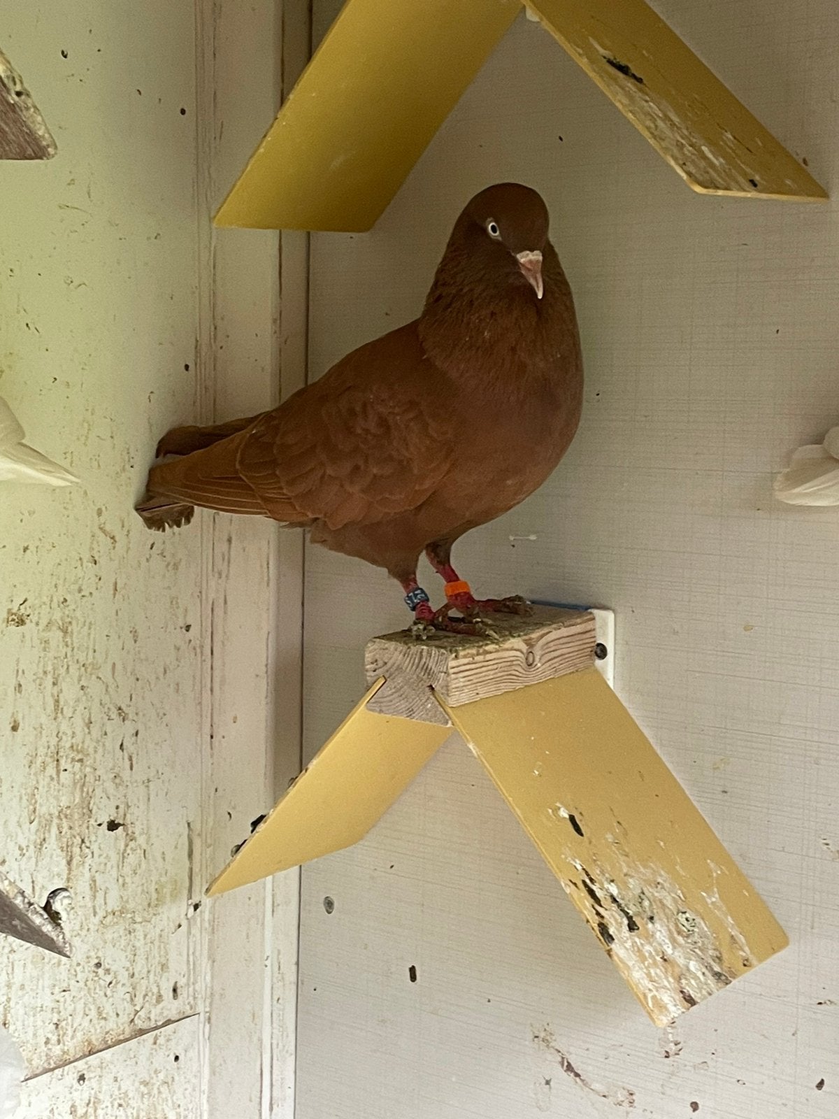 Amsterdamse hoogvliegers, Dieren en Toebehoren, Vogels | Duiven, Meerdere dieren, Overige soorten
