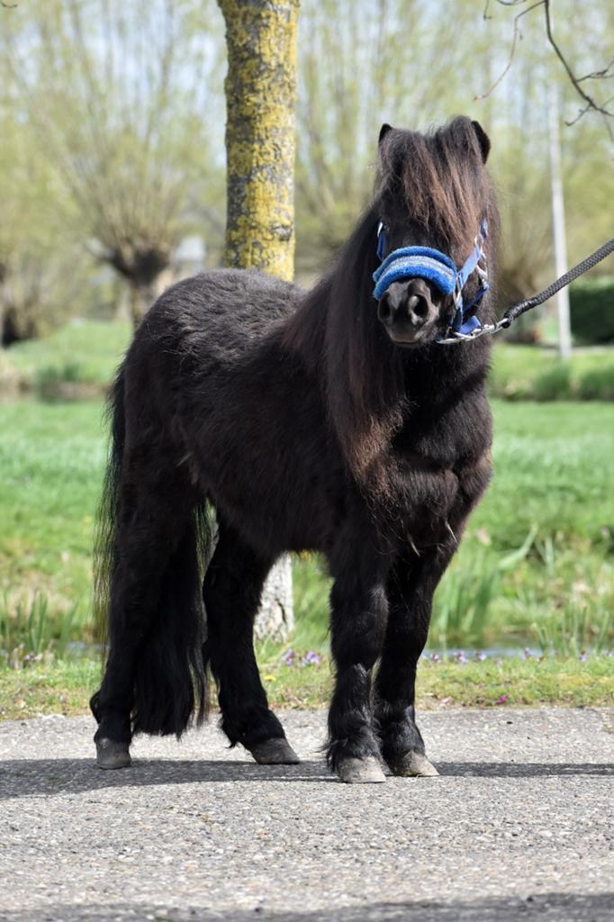 **LEUKE & LIEVE NSPS SHETLANDER RUIN**, Dieren en Toebehoren, Pony's, Met stamboom, Ruin, Niet van toepassing, 0 tot 2 jaar