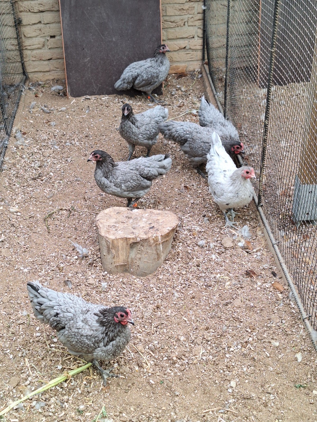 Te koop prachtig trio Australorp kriel blauwgezoomd., Dieren en Toebehoren, Pluimvee, Meerdere dieren, Kip