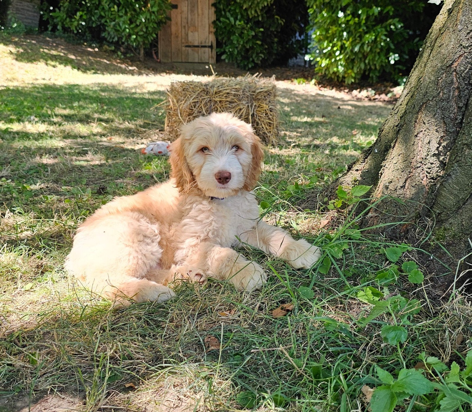 Australian Labradoodle puppy's STAMBOOM, Nederland, Overige rassen, 8 tot 15 weken, Parvo
