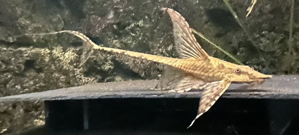 Kweekbewezen Sturisoma festivum man (20cm+), Vis, Zoetwatervis
