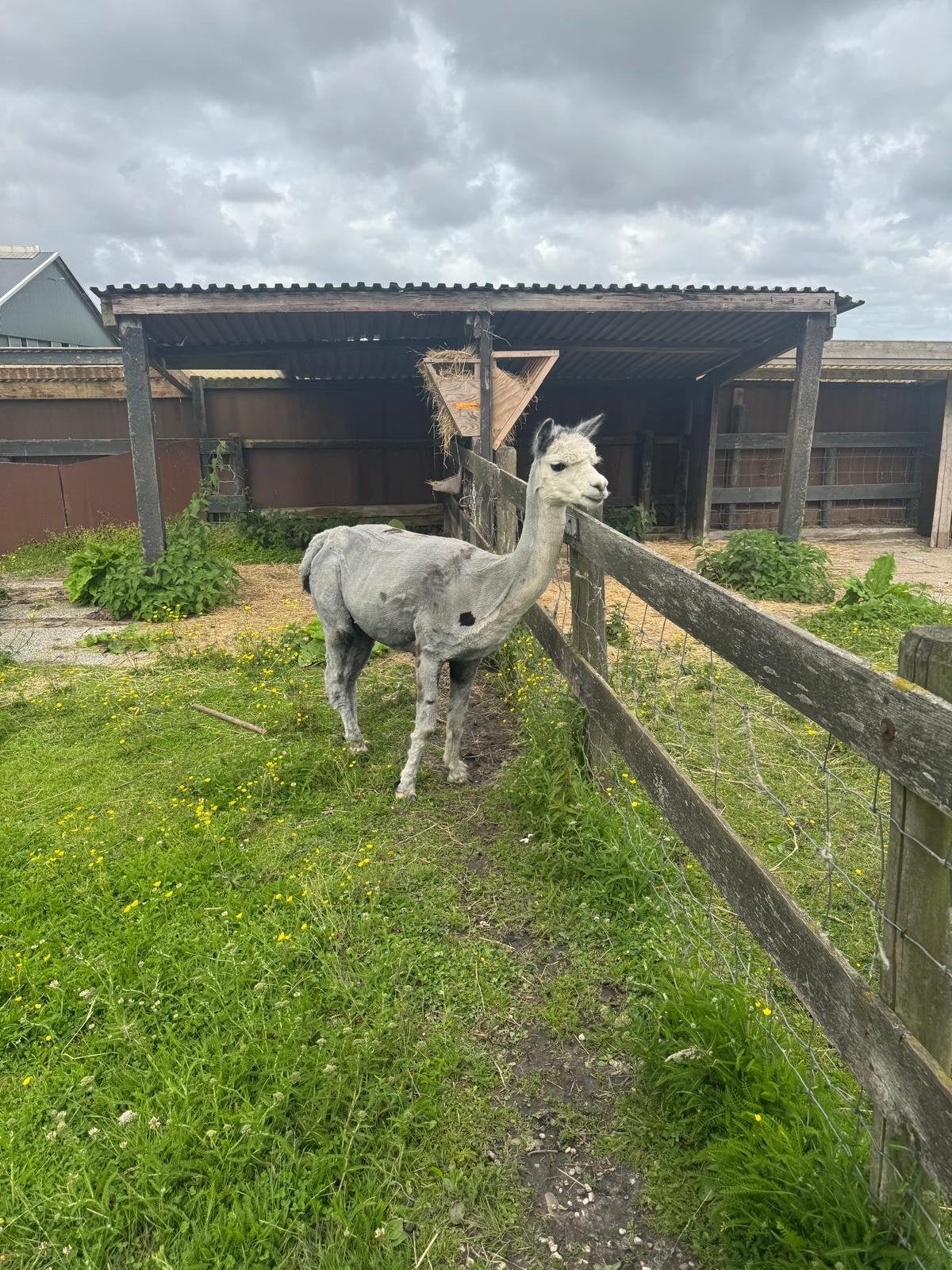 Dekking van alpaca N.o.t.k., Verzamelen, Dierenverzamelingen, Ophalen of Verzenden, Nieuw, Boerderijdier, Overige typen