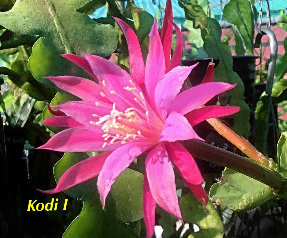 cactus - Epiphyllum Kodi I, Huis en Inrichting, Kamerplanten, Ophalen of Verzenden, Cactus, Volle zon, Minder dan 100 cm