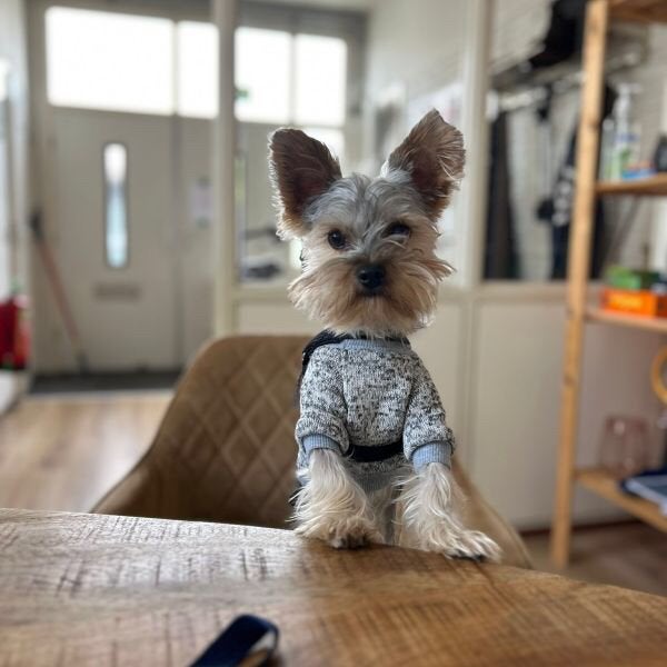 Ervaren Hondenoppas Honden oppas Hondenopvang Honden opvang, Particuliere oppas