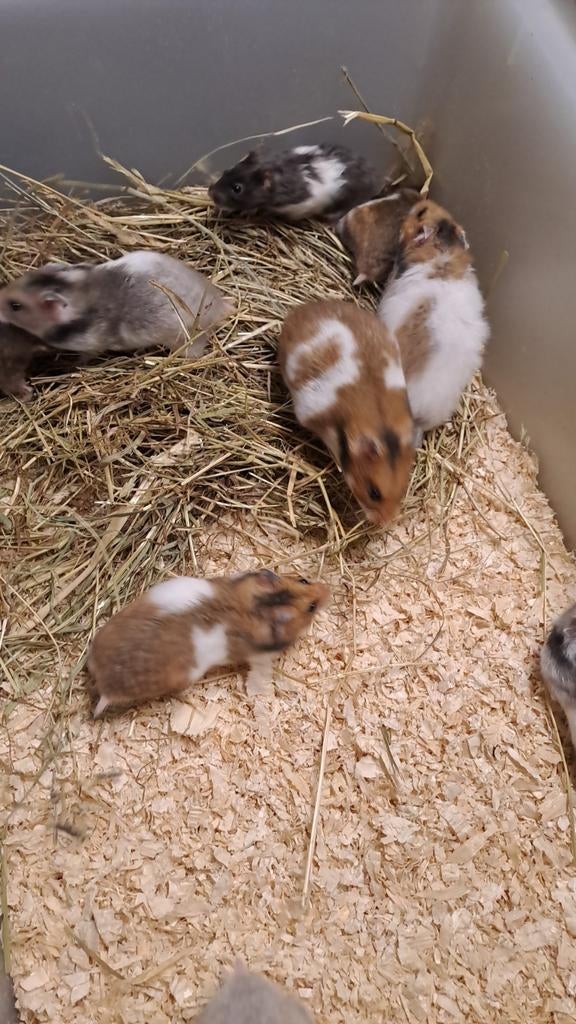 Jonge goudhamsters, Dieren en Toebehoren, Knaagdieren, Februari, Meerdere dieren, Overige typen