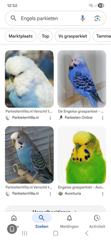 Gezocht Engels parkieten, Meerdere dieren, Parkiet