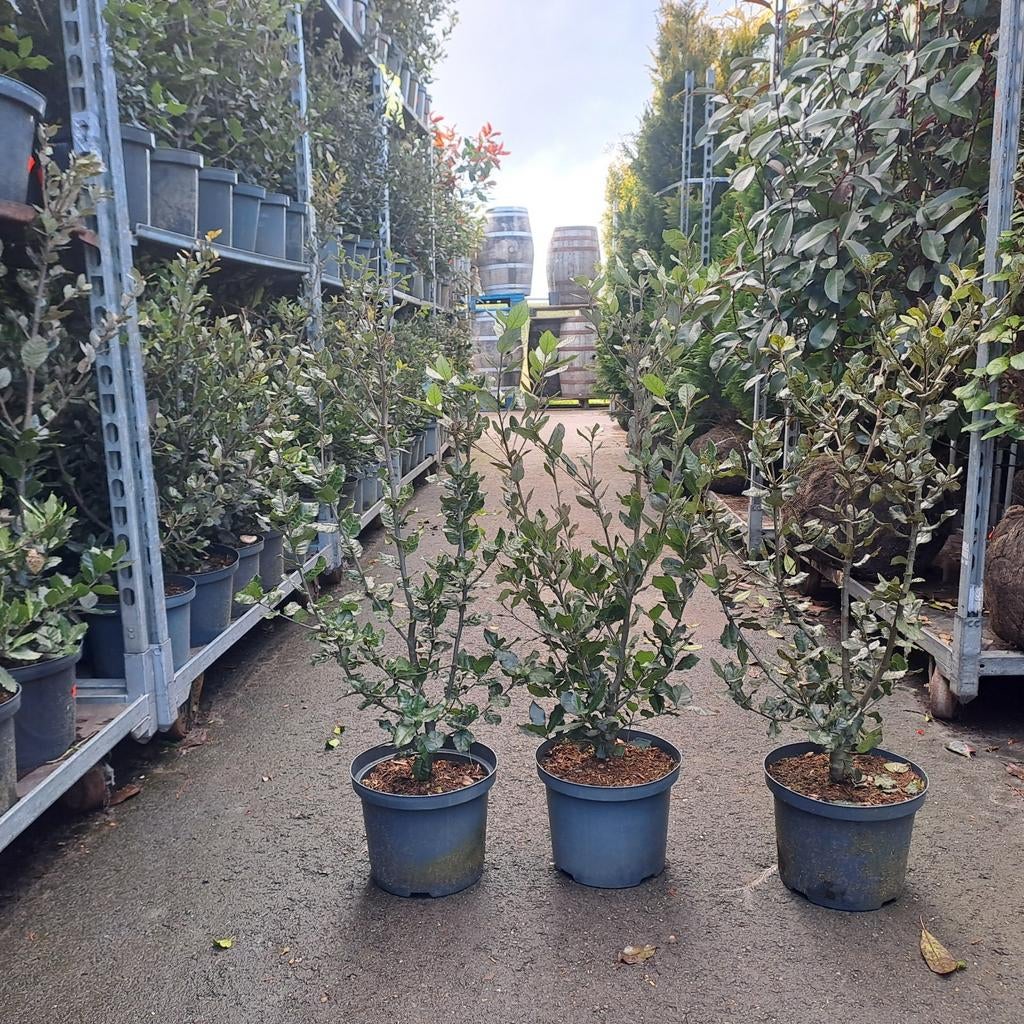Steeneik haag planten, Tuin en Terras, Ophalen, Overige soorten, Volle zon
