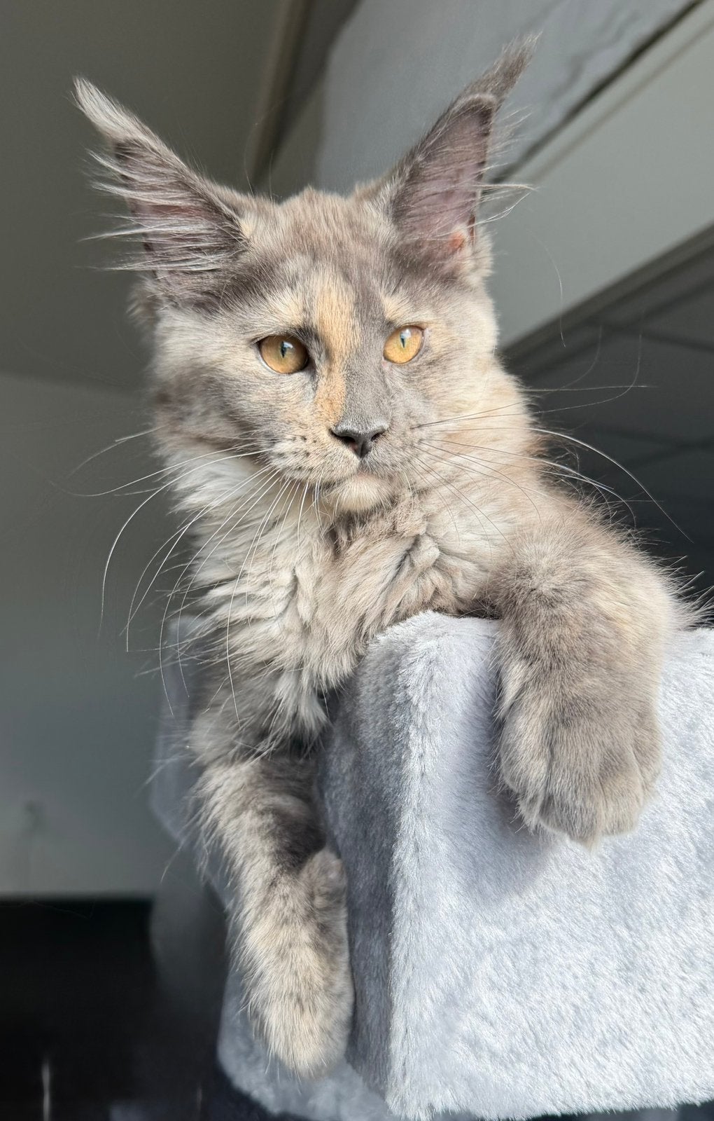 Maine Coon kitten, Dieren en Toebehoren, Poes, Ontwormd, 0 tot 2 jaar