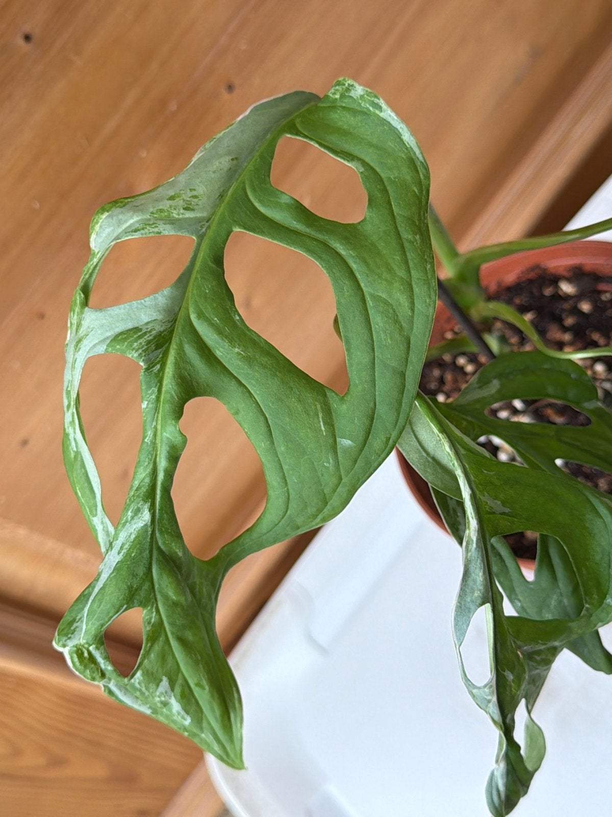 Monstera Adansonii Indonesian Marble, Huis en Inrichting, Kamerplanten, Ophalen, Overige soorten, Halfschaduw, In pot