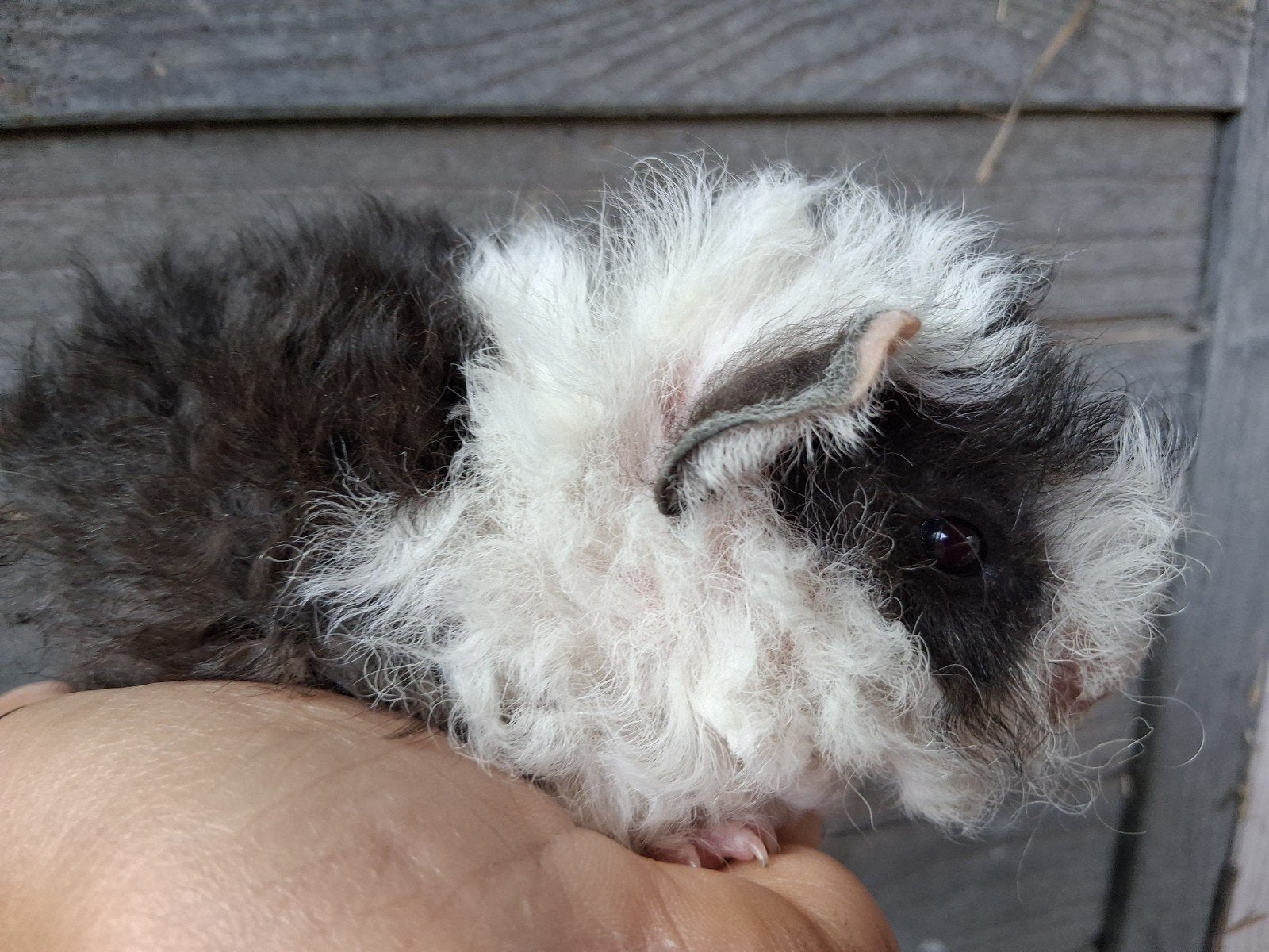TK lunkarya caviababy,s, September, Meerdere dieren, Cavia