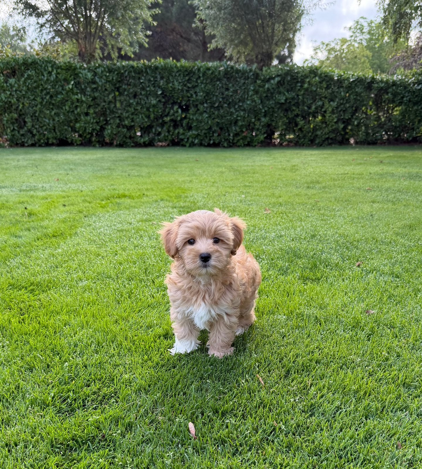 Maltipoo (Maltezer x Poedel) pups (reutjes), Parvo, Nederland, Overige rassen, 8 tot 15 weken