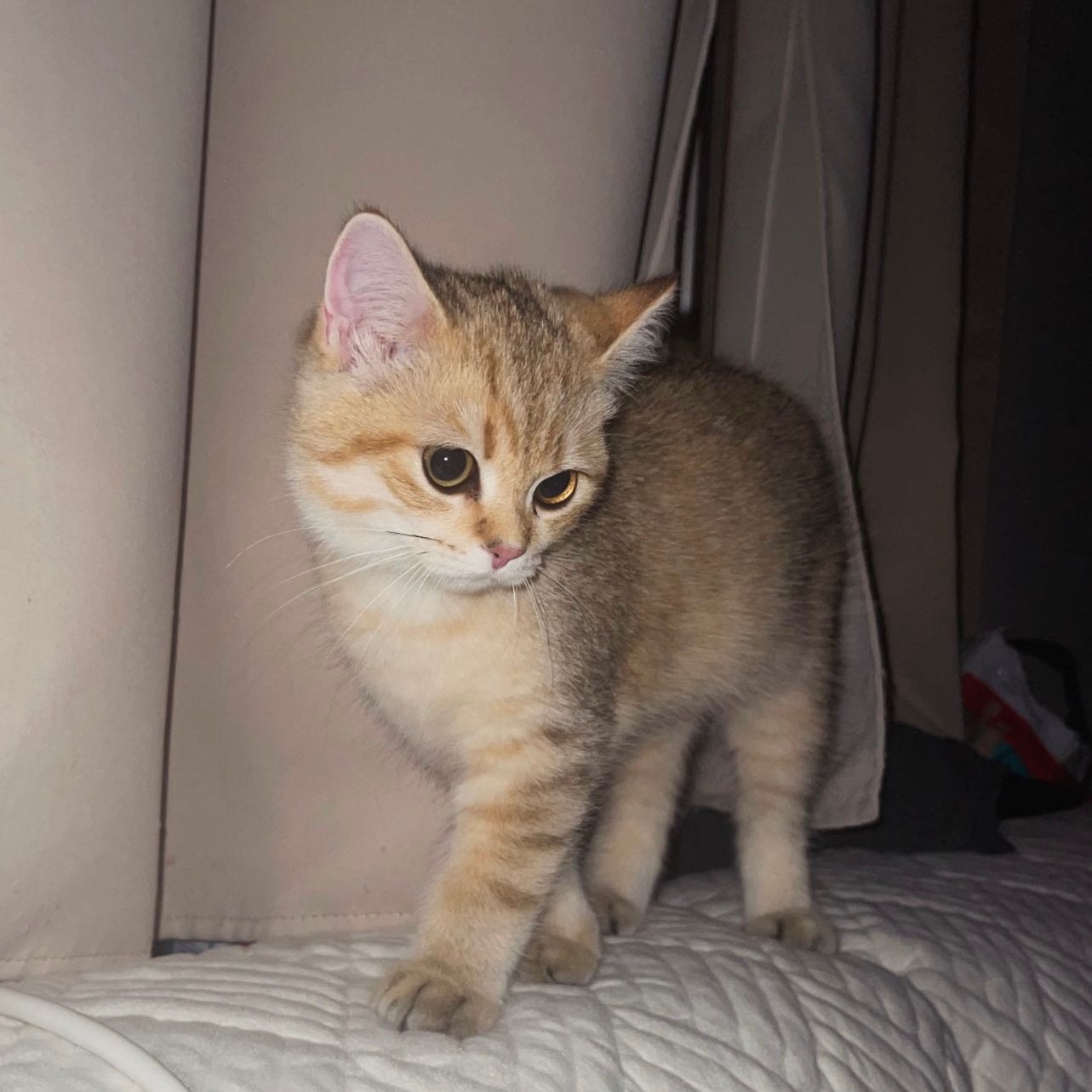 Britse golden shaded korthaar kitten, Kater