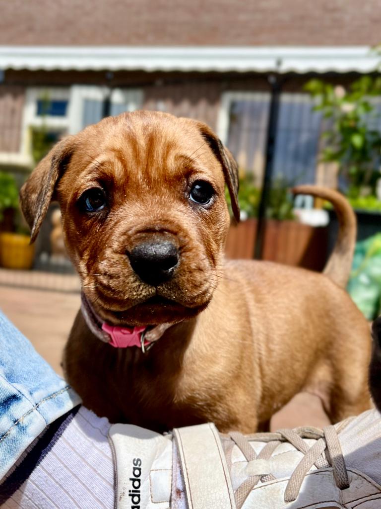 1x TEEF over! Rottweiler x Cane Corso pups, Dieren en Toebehoren, Parvo, Overige rassen, 8 tot 15 weken, Meerdere