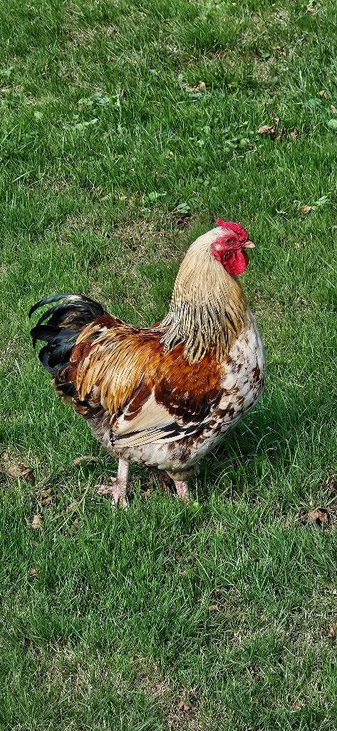 Mooie gekleurde Wyandotte haan uit 2025, Dieren en Toebehoren, Mannelijk, Kip