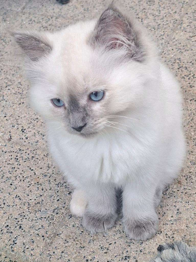Ragdoll kittens geb. 12 -3. Vereiste goed huisje! € 650, Dieren en Toebehoren, Meerdere dieren, Ontwormd