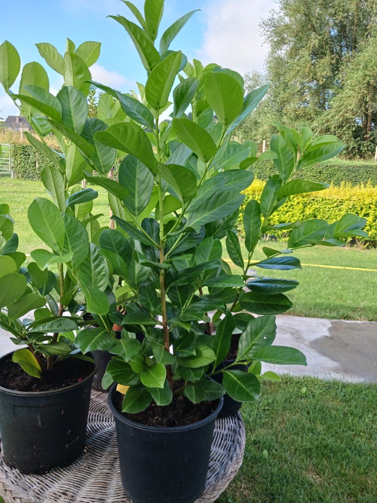 Laurierstruiken, Tuin en Terras, Planten | Struiken en Hagen, Ophalen, Overige soorten