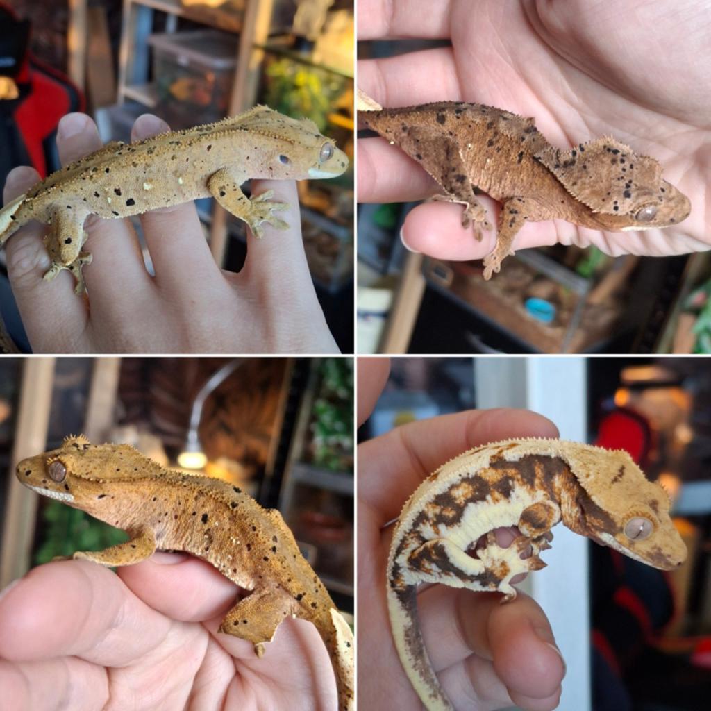 Afgeprijsd! Laatste paar 2025 wimpergekko's/crested geckos Crested Gecko - unknown for sale from Lotus' Creatures