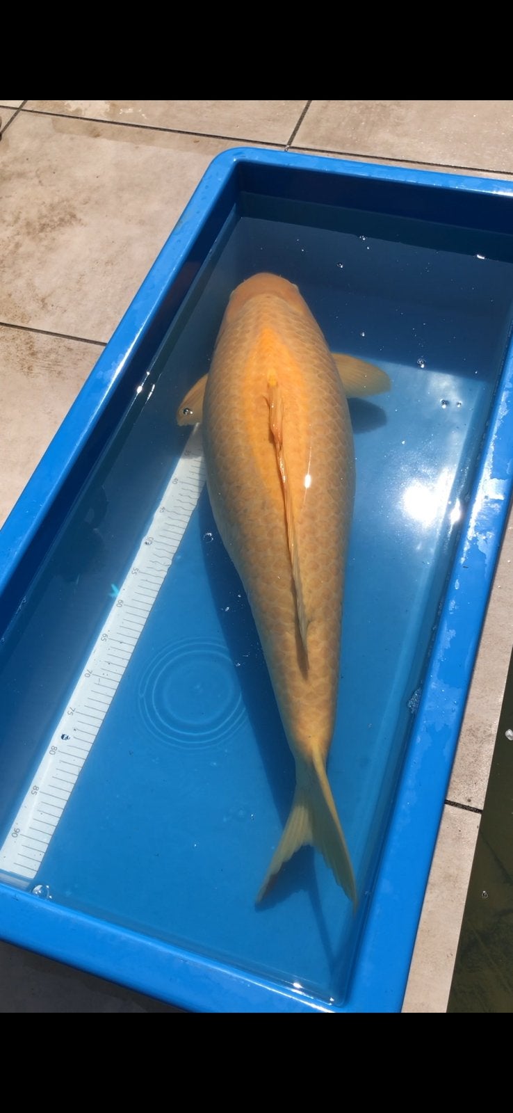 Karashigoi konishi 93cm, Dieren en Toebehoren, Karper of Koi