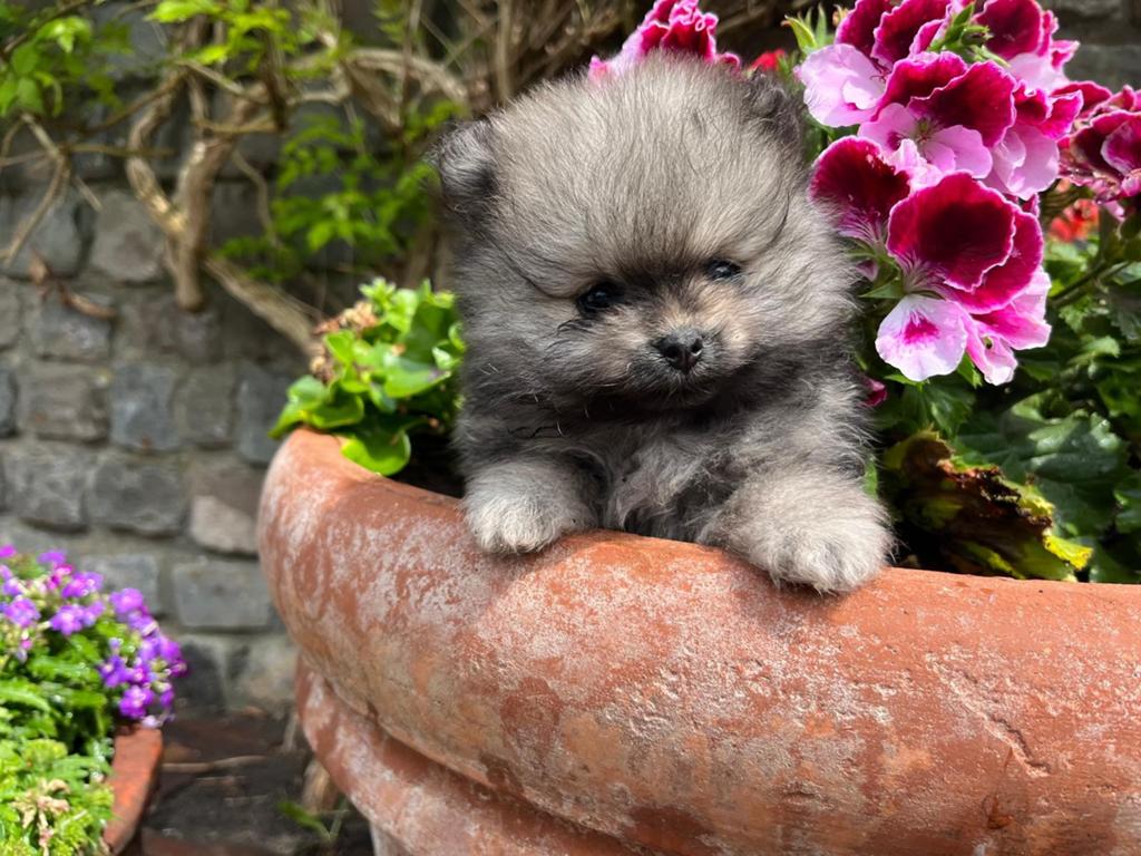 Prachtige Pomeriaan pups!, Dieren en Toebehoren, Honden | Chihuahua's en Gezelschapshonden, Overige rassen, 8 tot 15 weken, Meerdere