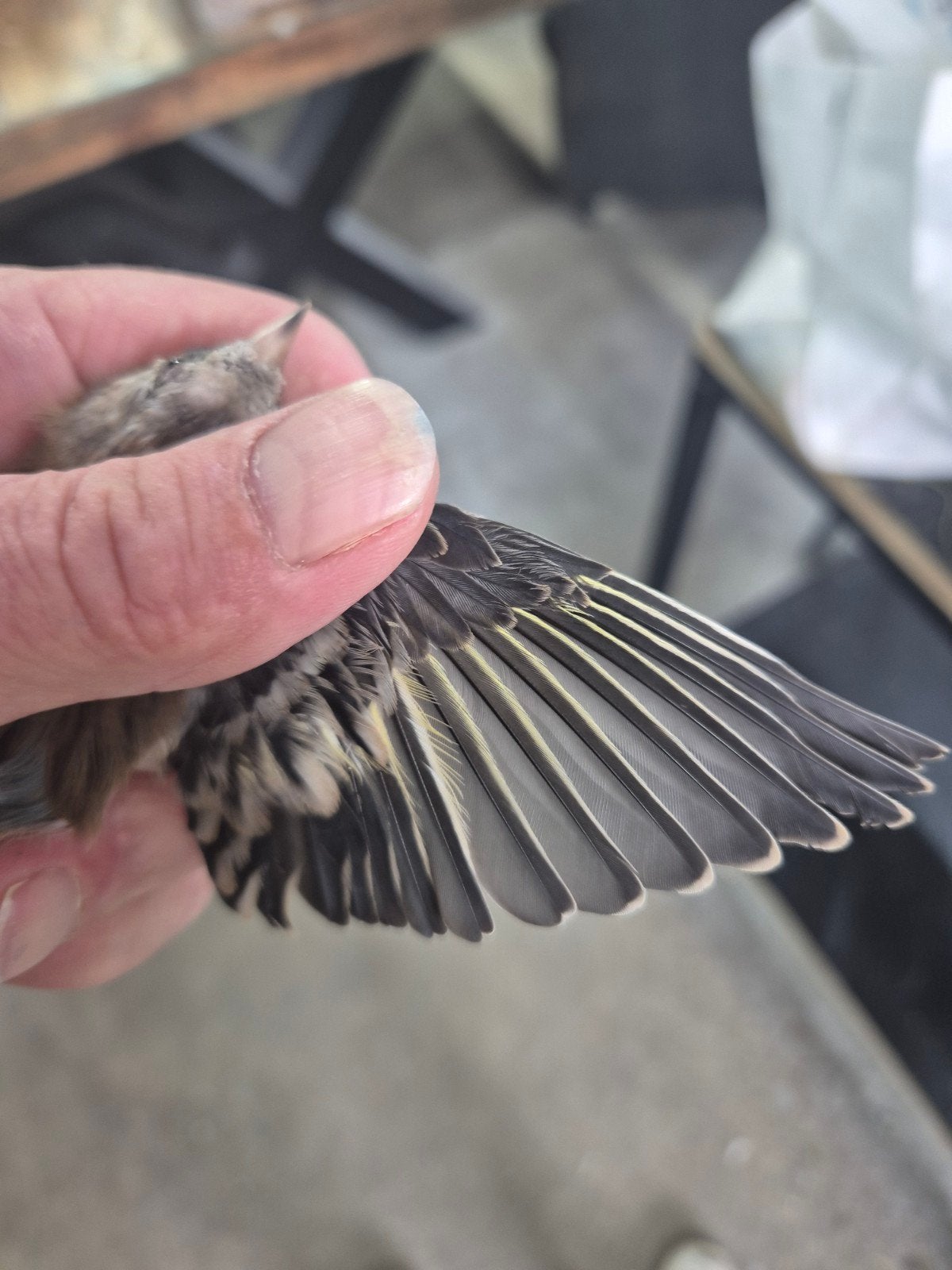 bastaardputter te koop, Mannelijk, Wildzangvogel, Geringd