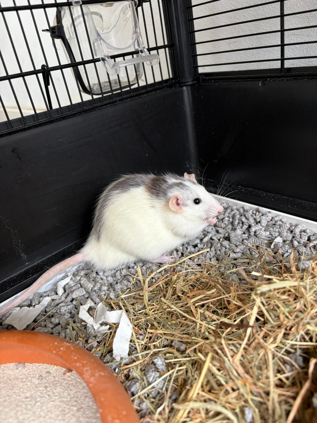 Dwerg ratjes, Dieren en Toebehoren, Rat, Mannelijk, November, Tam