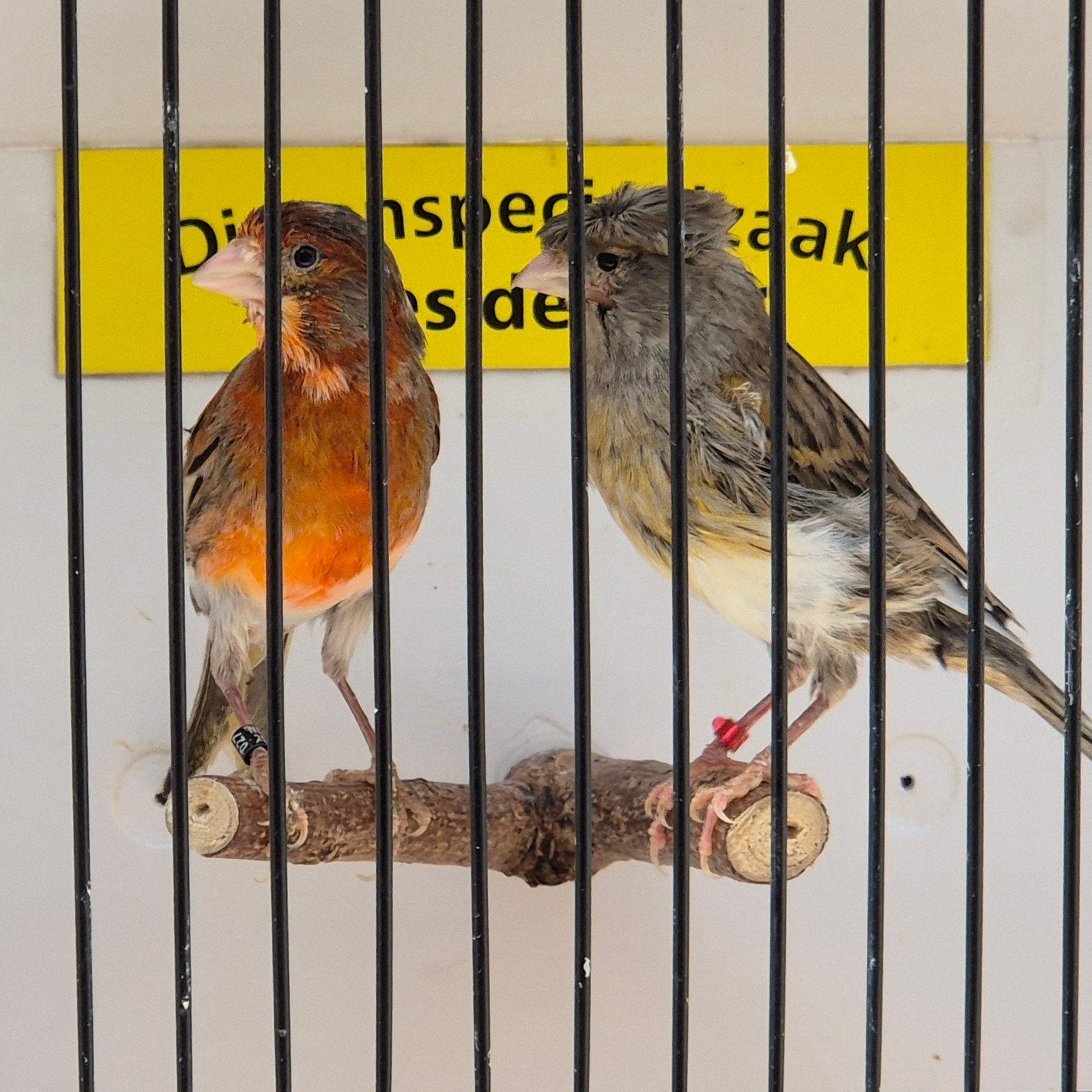 Koppel harlekijn kanaries, Meerdere dieren, Kleurkanarie