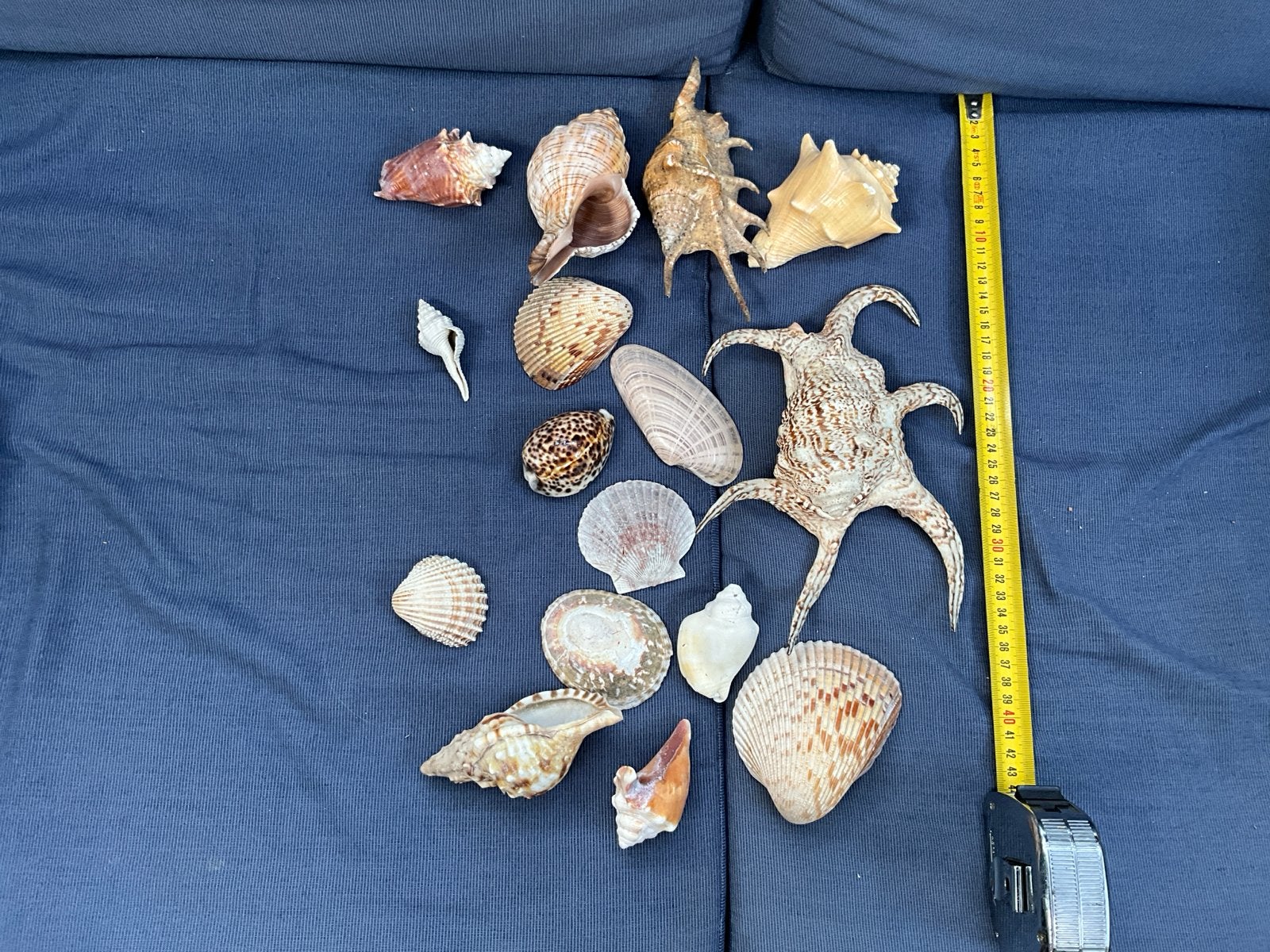 Diverse collectie schelpen en zeesterren, Verzamelen, Ophalen of Verzenden, Gebruikt