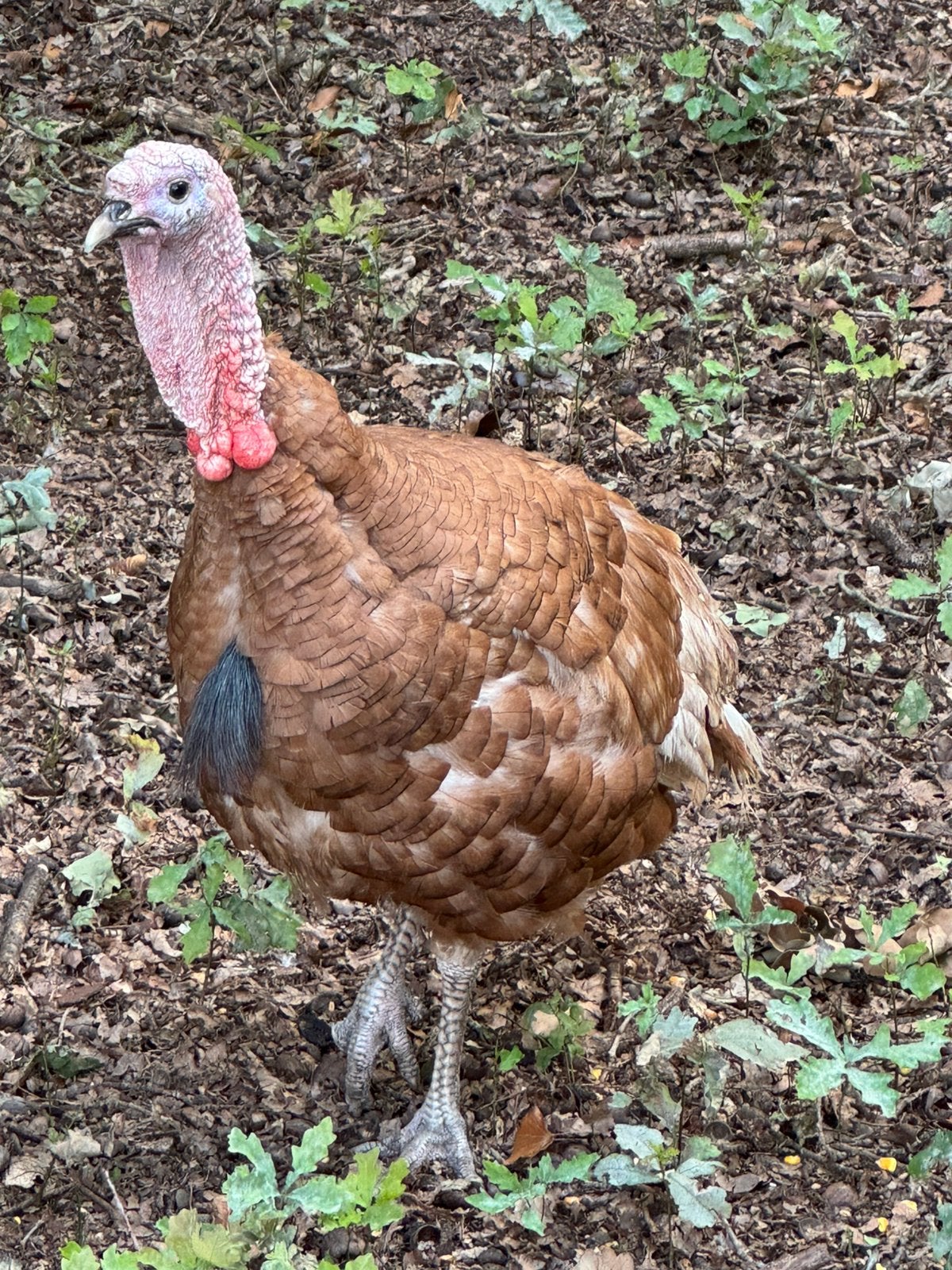 Koppel kalkoenen, Dieren en Toebehoren, Pluimvee, Meerdere dieren, Kalkoen