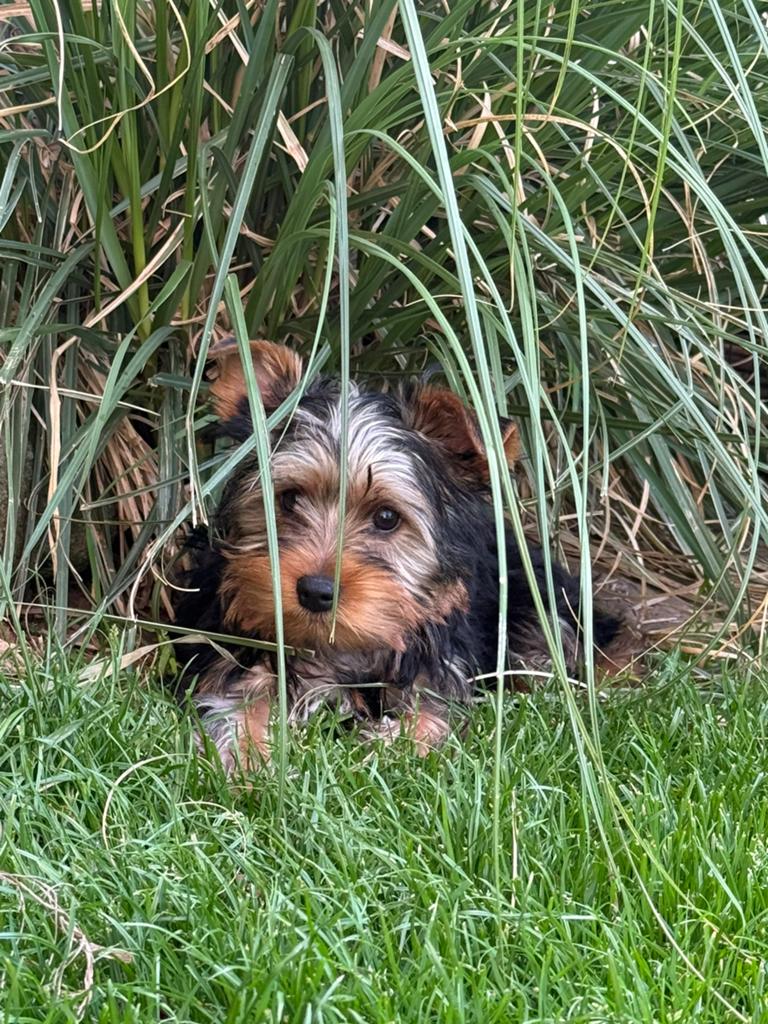 Yorkshire puppys, Dieren en Toebehoren, Parvo, Nederland, Overige rassen, 8 tot 15 weken