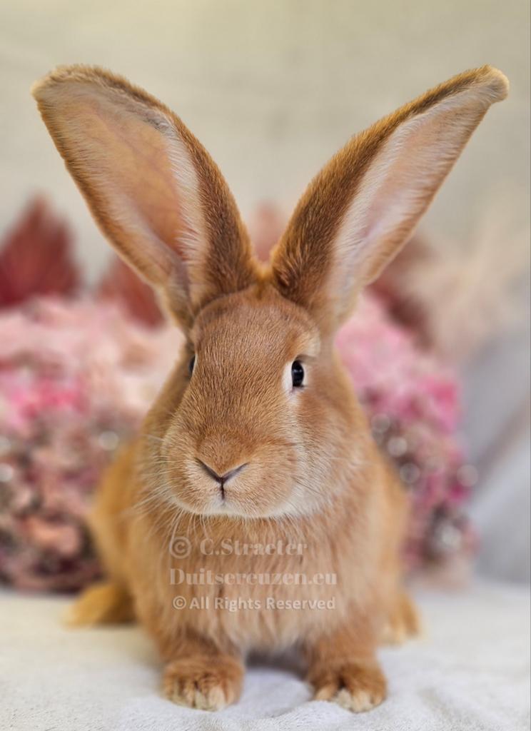 De ECHTE Duitse reuzen Rambo junior bloedlijn., Dieren en Toebehoren, Konijnen, Meerdere dieren, Groot, 0 tot 2 jaar