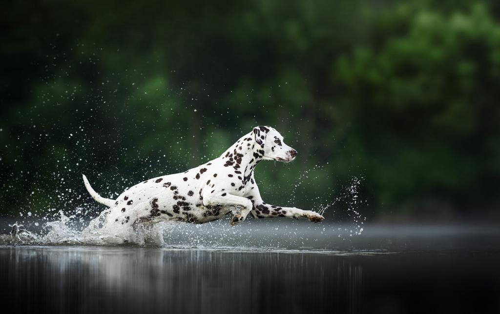 Honden Fotoshoot ( puppy fotoshoot , samen met je hond ), Ophalen, Nieuw