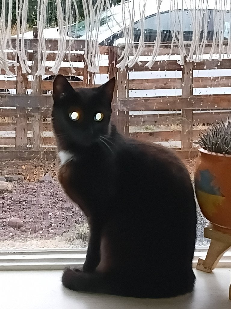 Goed tehuis gezocht, Poes, Kortharig, 3 tot 5 jaar