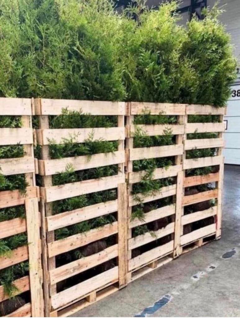 ️⛔️AANBIEDING️⛔️ Coniferen, Ophalen of Verzenden, Beukenhaag, 100 tot 250 cm