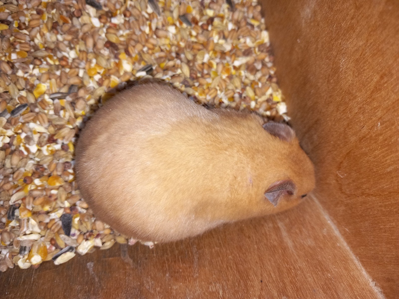 Mooie tamme Syrische/goudhamsters (Mesocricetus auratus), Hamster, Augustus, Meerdere dieren, Tam