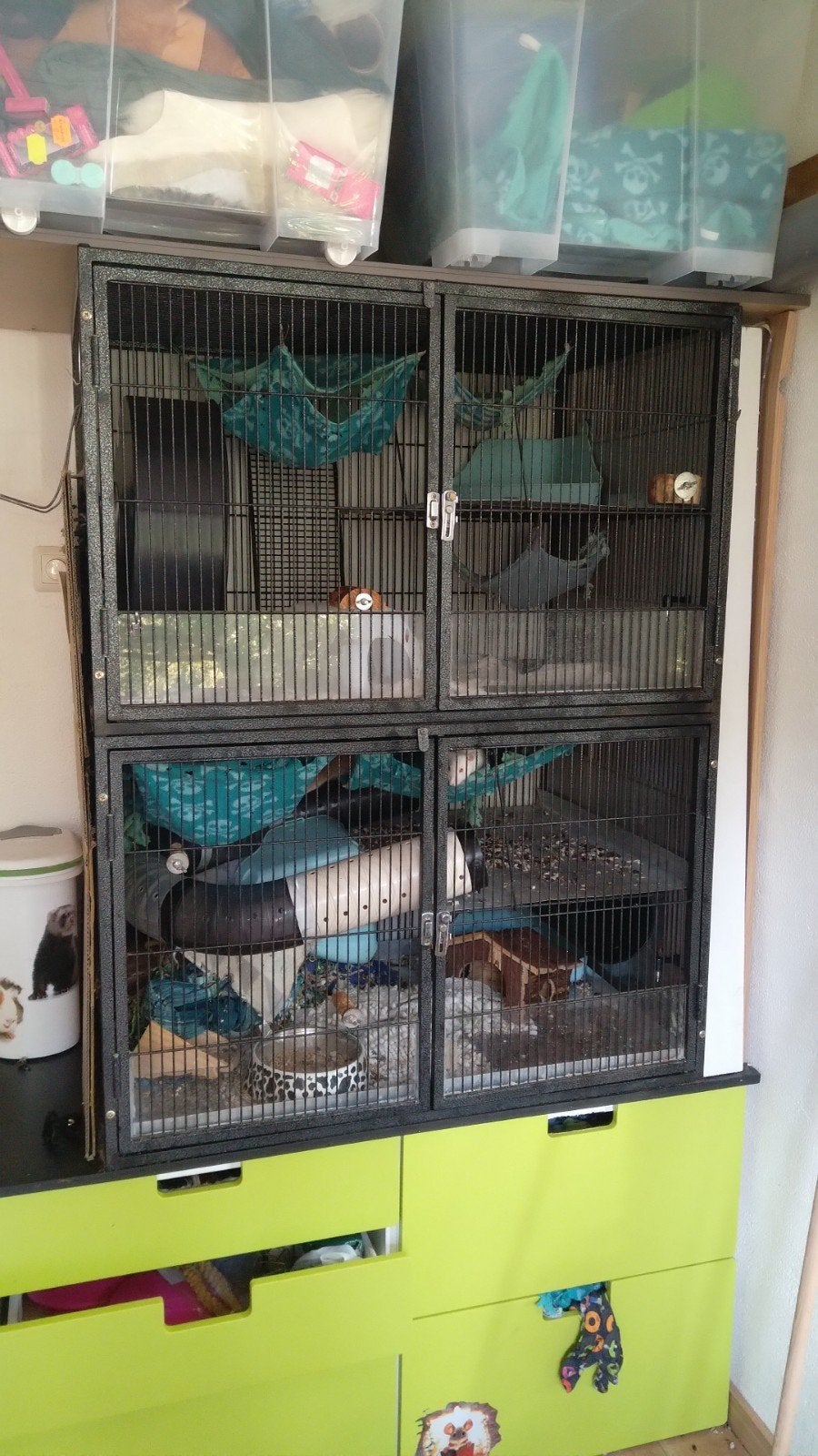 rattenkooi, Dieren en Toebehoren, Ophalen